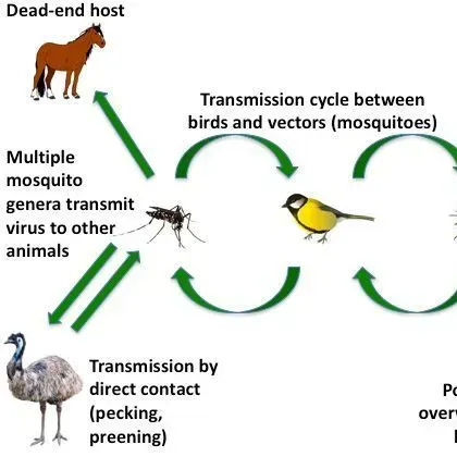 thumbnail for publication: Facts About Wildlife Diseases: Eastern Equine Encephalitis
